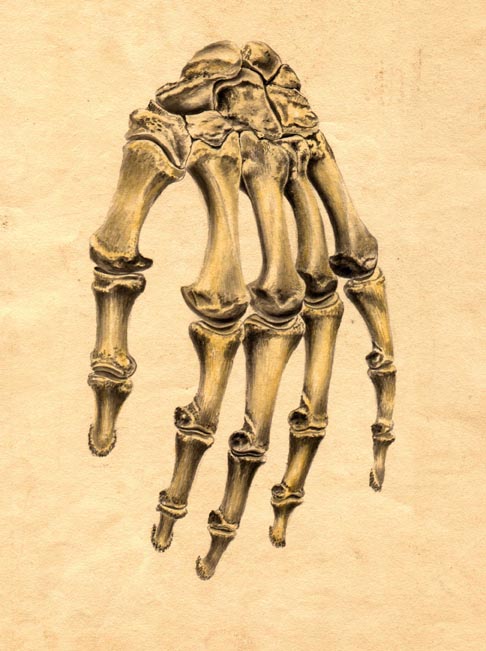 no number, drawing of a skeleton of a hand